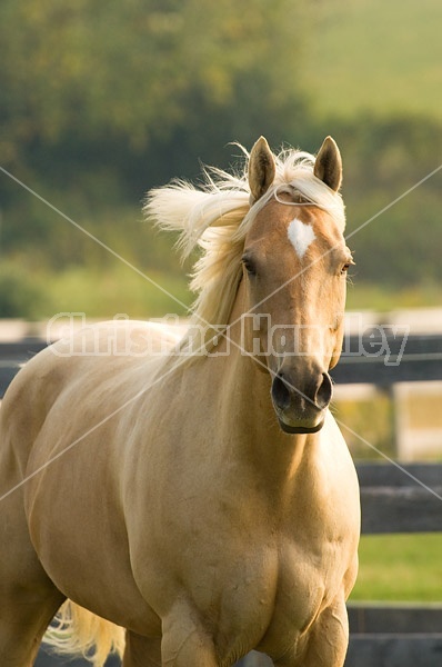 Palomino Quarter horse gelding