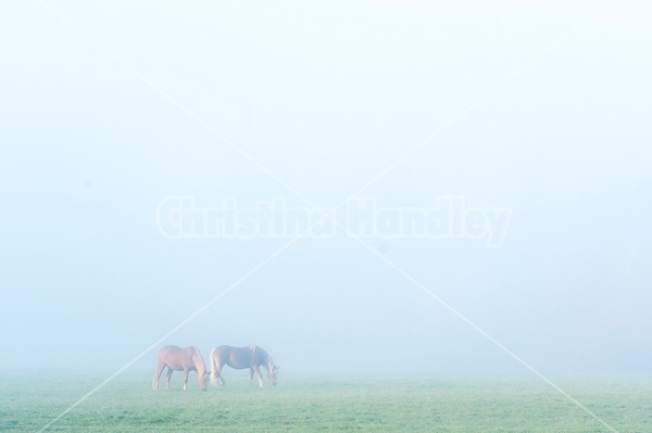 Two Belgian draft horses