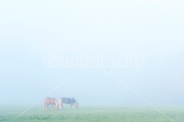 Two Belgian draft horses