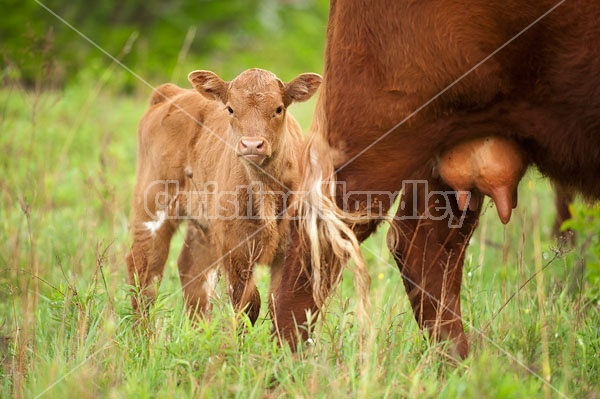 Beef Calf