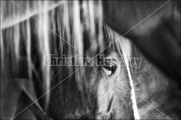 Closeup photo of a horses face