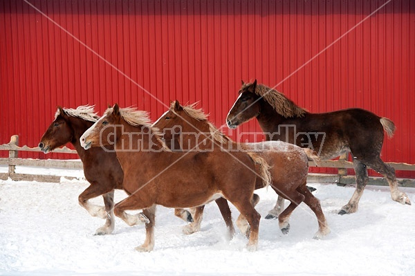 Four Belgian draft mares