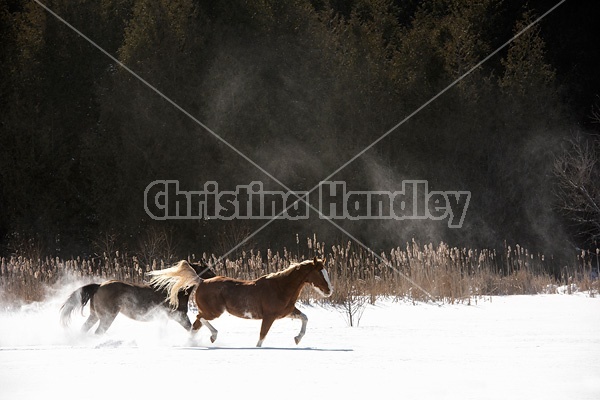 Two horses in deep snow in Ontario Canada