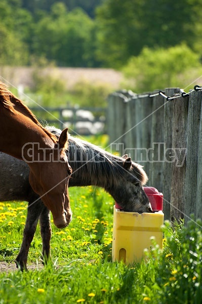 horses drinking from automatic water bowl
