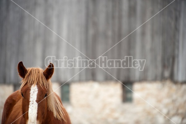 Young Belgian draft horse