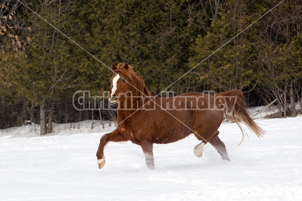 Single horse galloping through deep snow