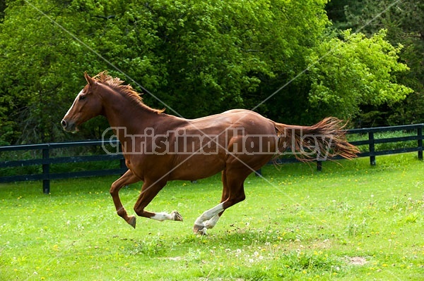 Chestnut Thoroughbred horse