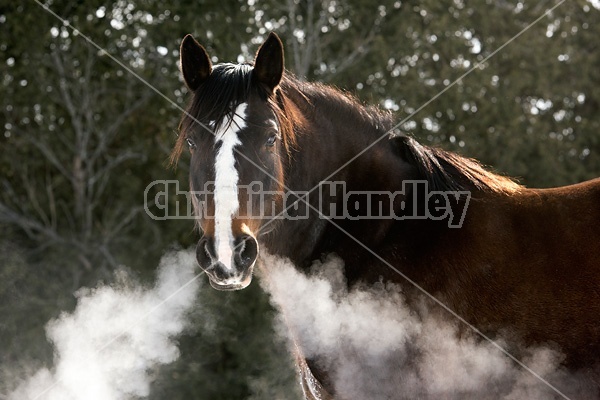 Dark bay horse standing outside in the winter on a cold day. Snorting cold breath