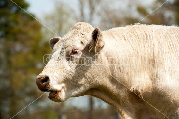 Charolais Bull