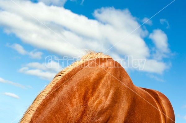 Photo of horses back, withers and neck photographed against a cloud filled blue sky