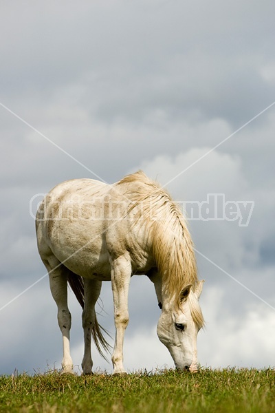 Horse grazing on late summer, early autumn pasture