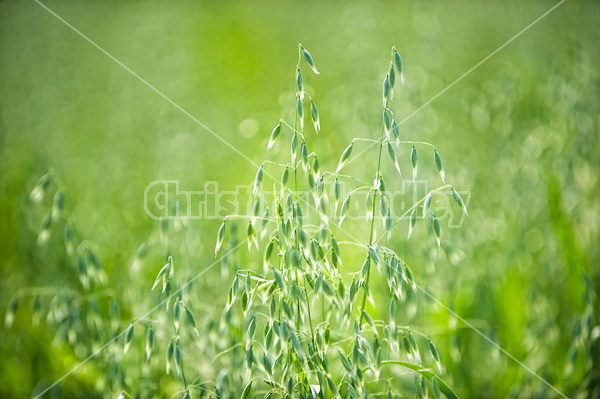 Field of oats