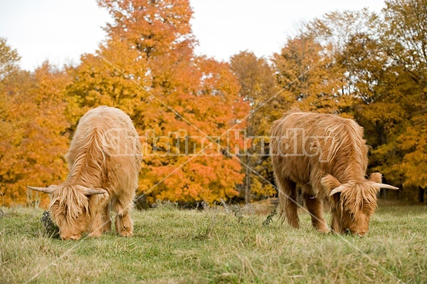 Yearling Highland Cattle on autumn pasture