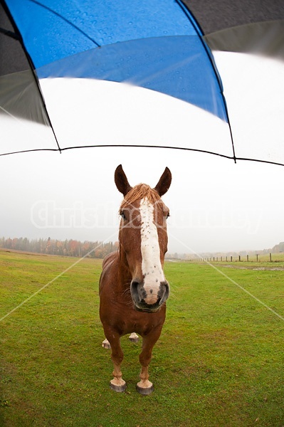 Chestnut horse and umbrella