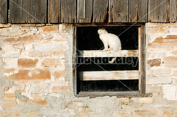 White barn cat sitting in barn window