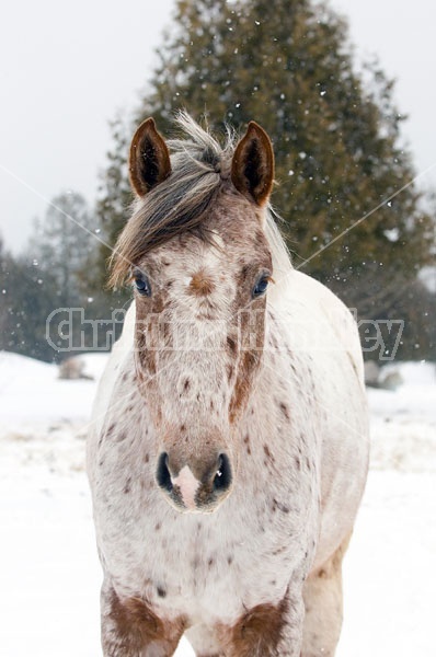 Portrait of an Appaloosa Horse