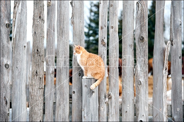 Orange barn cat sitting on fence post