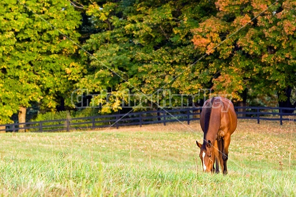 Horse grazing on autumn pasture