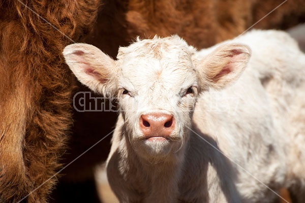 Young Charolais beef calf