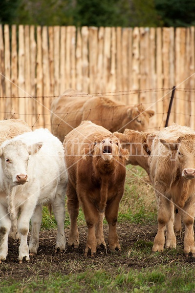 Charolais cross beef calves