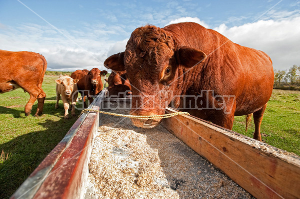 Red Angus bull eating oats