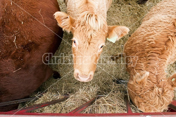 Young Beef Heifer