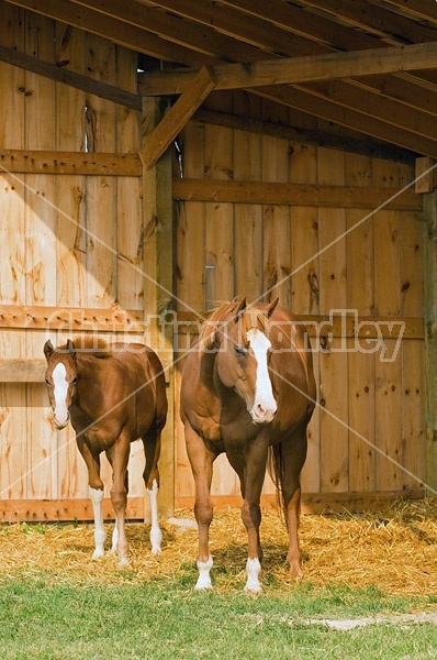 Quarter horse mare and foal