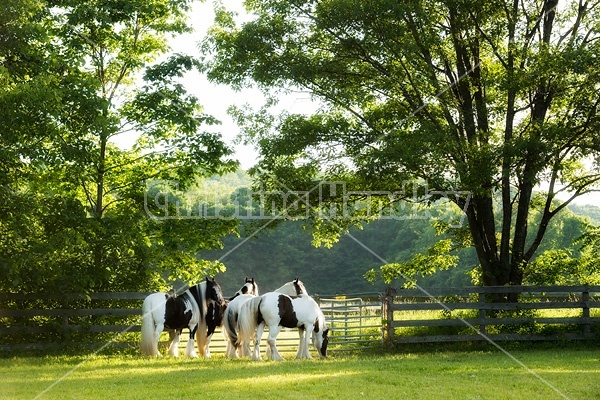 Gypsy horses