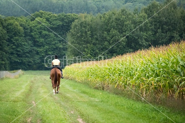 Young woman riding chestnut Thoroughbred horse.