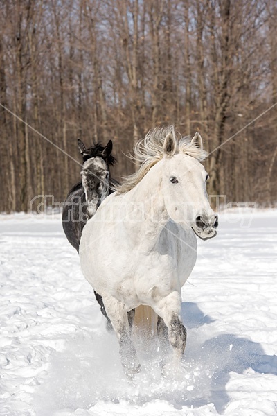 Two horses galloping through deep snow