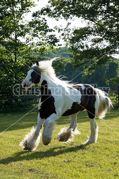 Gypsy horses