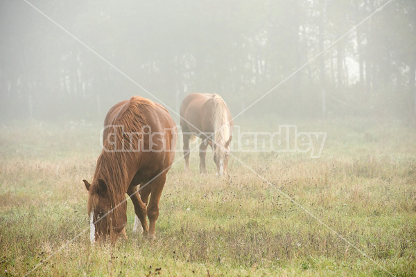 Two Belgian draft horses grazing in the early morning fog
