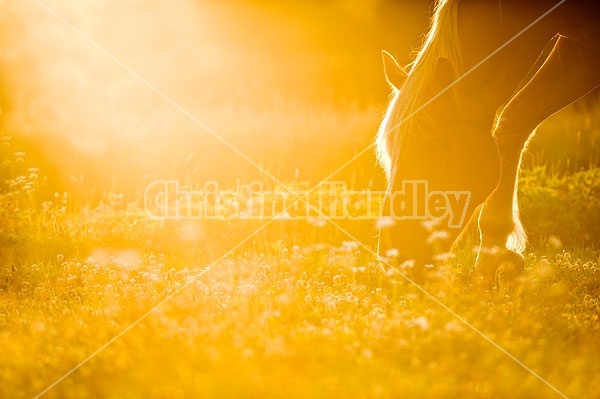 Horse grazing in golden light