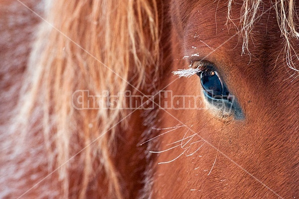 Frosted eyelashes on horse