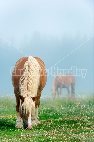 Belgian horses grazing on summer pasture