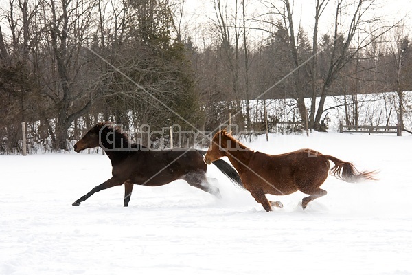 Two horses running and galloping through the deep snow