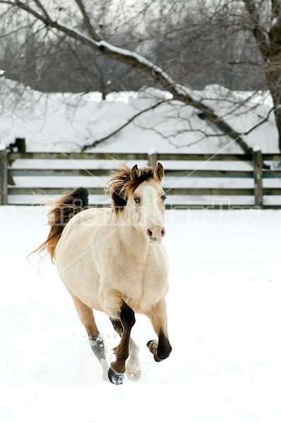 Rocky Mountain Horse Running in Deep Snow