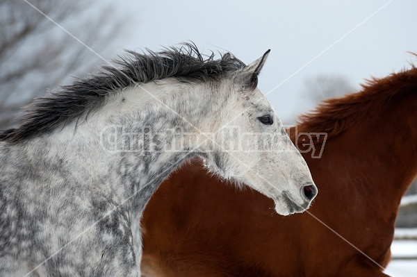 Photo of a gray horse. 