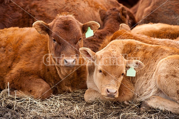 Herd of Beef Cattle