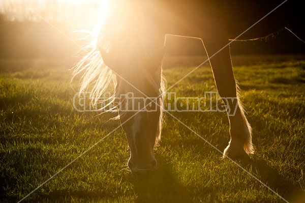 Horse grazing in early evening light