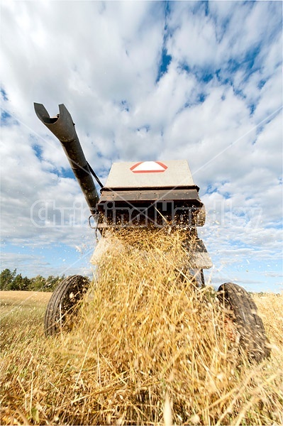 Harvesting a field of oats with a combine harvester