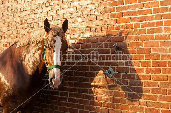 Belgian draft horse tied in wash rack at a fair