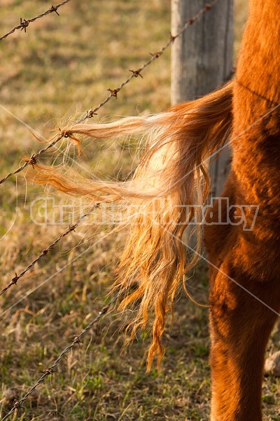 Cow Tail Stuck in Fence