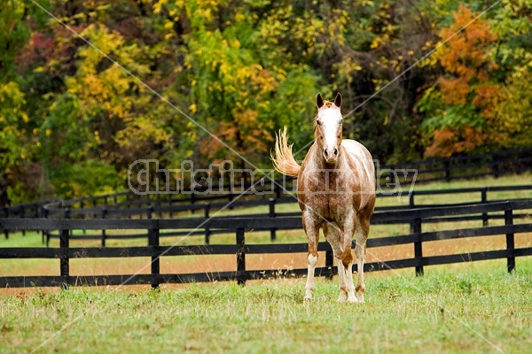 Portrait of Appaloosa horse standing in field