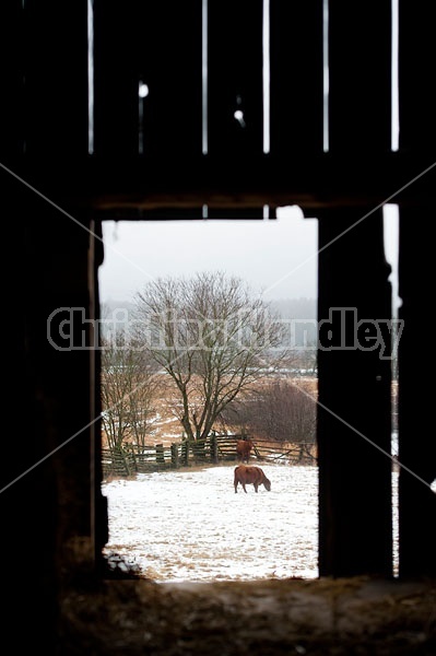 Cows in Yard