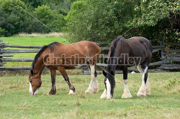 Clydesdale horses on summer pasture.