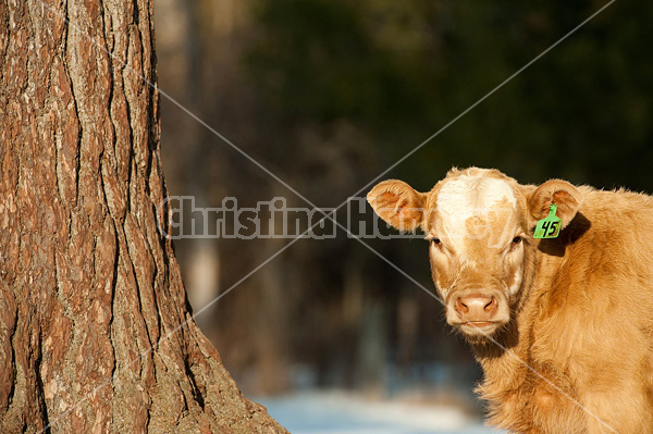 Curious beef calf