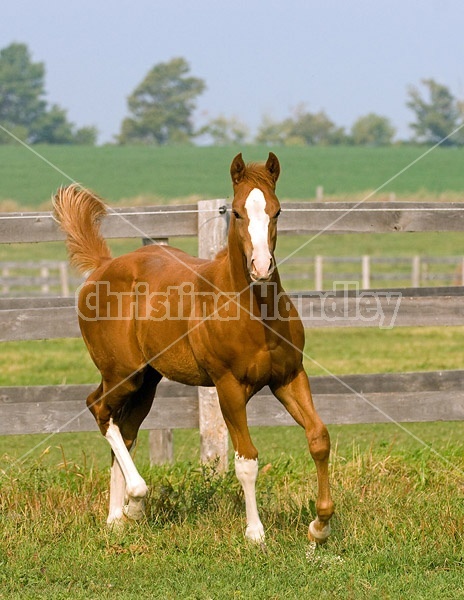 Quarter horse foal