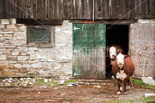 Hereford Cows