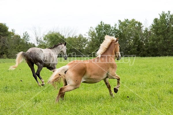 Haflinger horse running and playing in a field